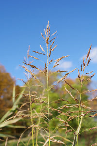 Mixed Johnsons Seeds for Garden and Container Planting