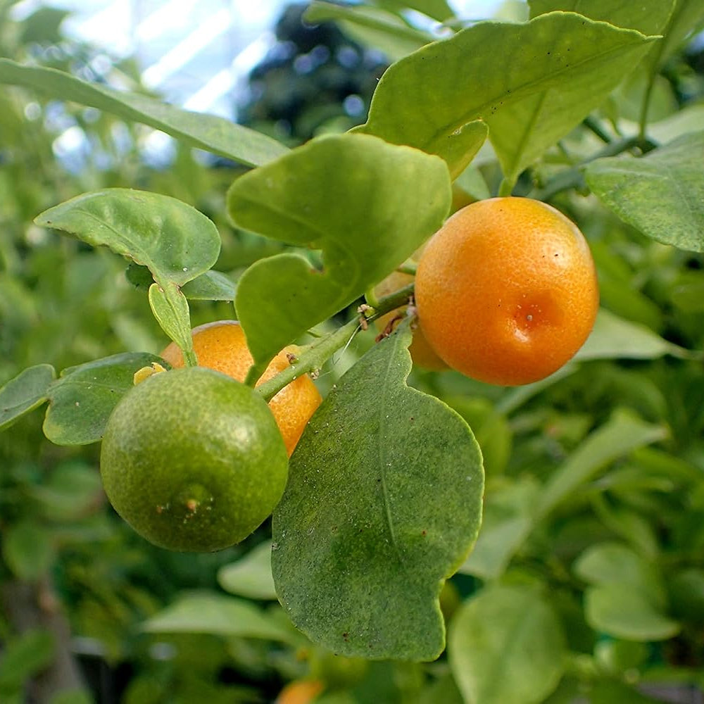 Mixed orange seeds for planting multiple sweet citrus varieties