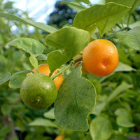 Mixed orange seeds for planting multiple sweet citrus varieties