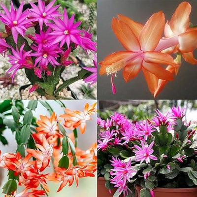 100 Pcs