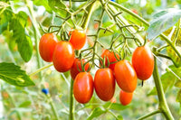 Mixed tomato seeds Solanum lycopersicum for planting