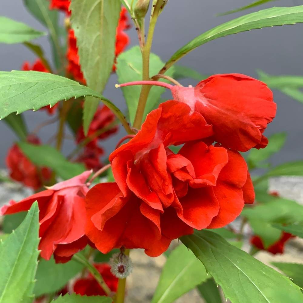 Balsamine Flower seeds for Planting - Sun Loving, Heirloom & GMO Free Seeds for Home Garden