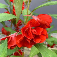 Balsamine Flower seeds for Planting - Sun Loving, Heirloom & GMO Free Seeds for Home Garden
