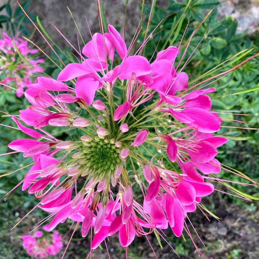 Cleome Cleome hassleriana Flower Seeds for Planting in Garden and Flower Bed