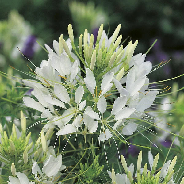 Cleome Queen Flower Seeds for Vibrant Cleome Blooms