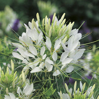 Cleome Queen Flower Seeds for Vibrant Cleome Blooms