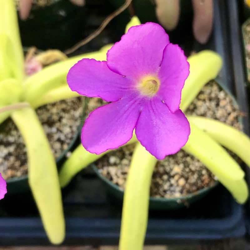 Pinguicula Moctezumae Flower seeds for Planting Shade Tolerant Heirloom & GMO Free Seeds for Home Garden
 
 Sale