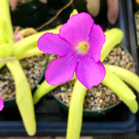 Pinguicula Moctezumae Flower seeds for Planting Shade Tolerant Heirloom & GMO Free Seeds for Home Garden
 
 Sale