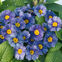 Blue Primrose Flower seeds for Planting - Drought Tolerant, Heirloom & GMO Free Seeds for Home Garden