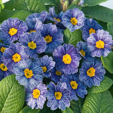 Blue Primrose Flower seeds for Planting - Drought Tolerant, Heirloom & GMO Free Seeds for Home Garden