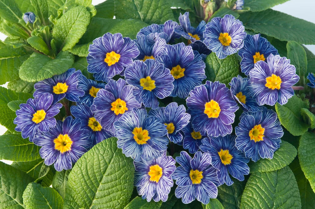 Blue Zebra Primula Flower Seeds for Simple Planting