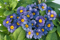 Blue Zebra Primula Flower Seeds for Simple Planting