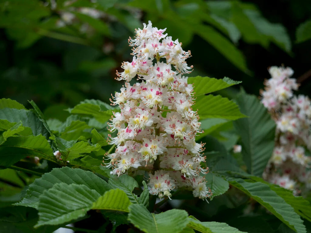 Horse Chestnut Flower seeds for Planting Compact Growth Heirloom & GMO Free Seeds for Home Garden