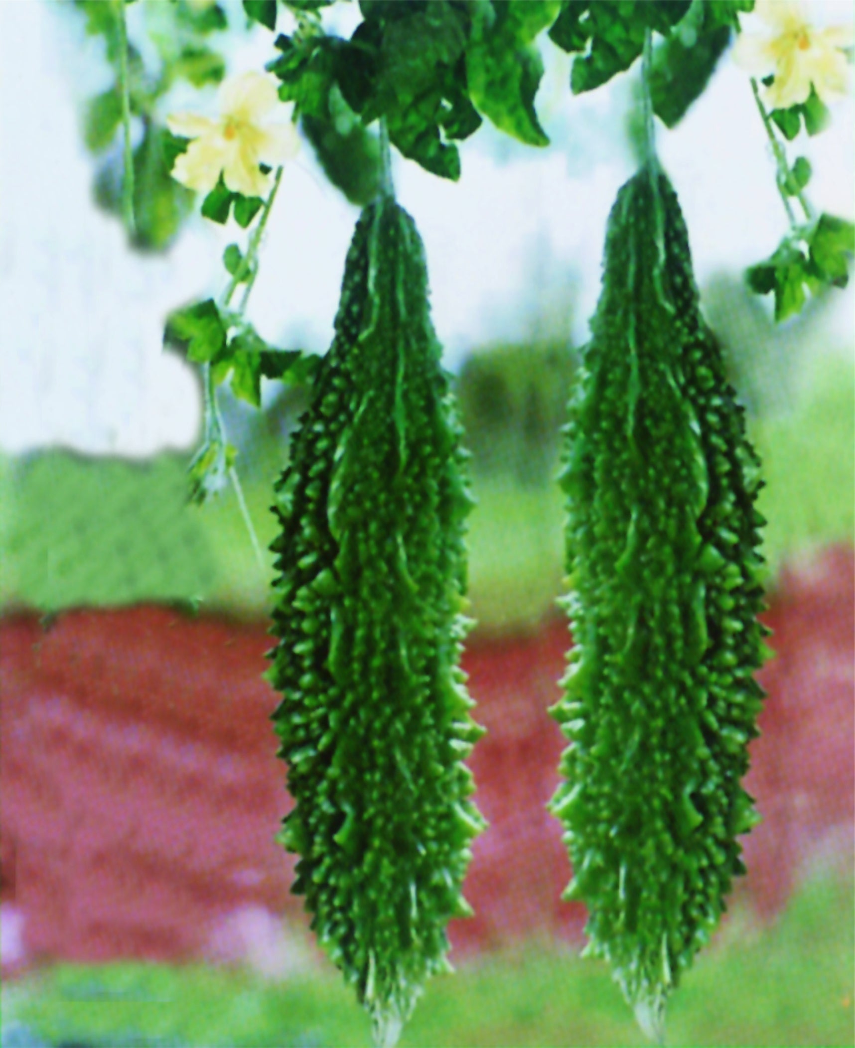 Momordica charantia plant thriving in vertical garden