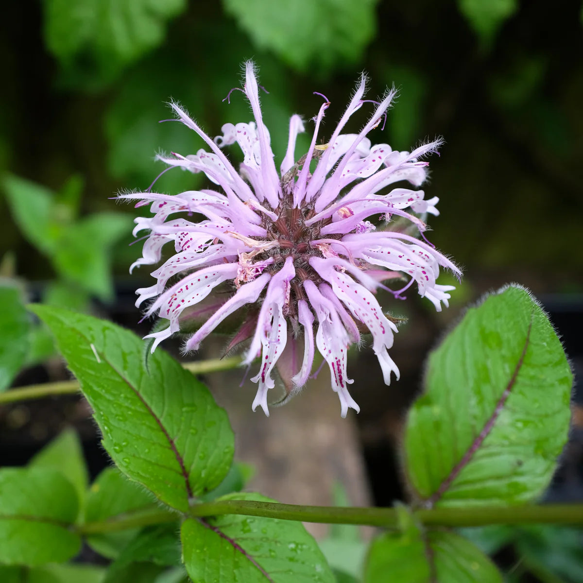 Monarda Bradburiana Flower seeds for Planting, Vibrant Colors Heirloom & GMO Free Seeds for Home Garden