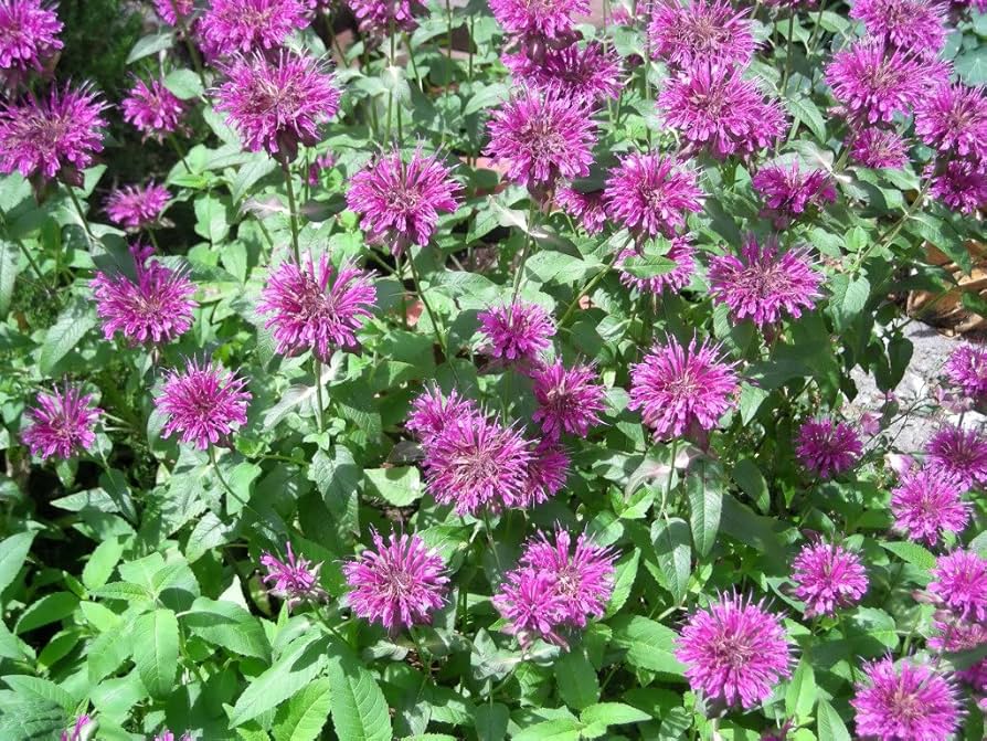 Monarda citriodora plant in bloom