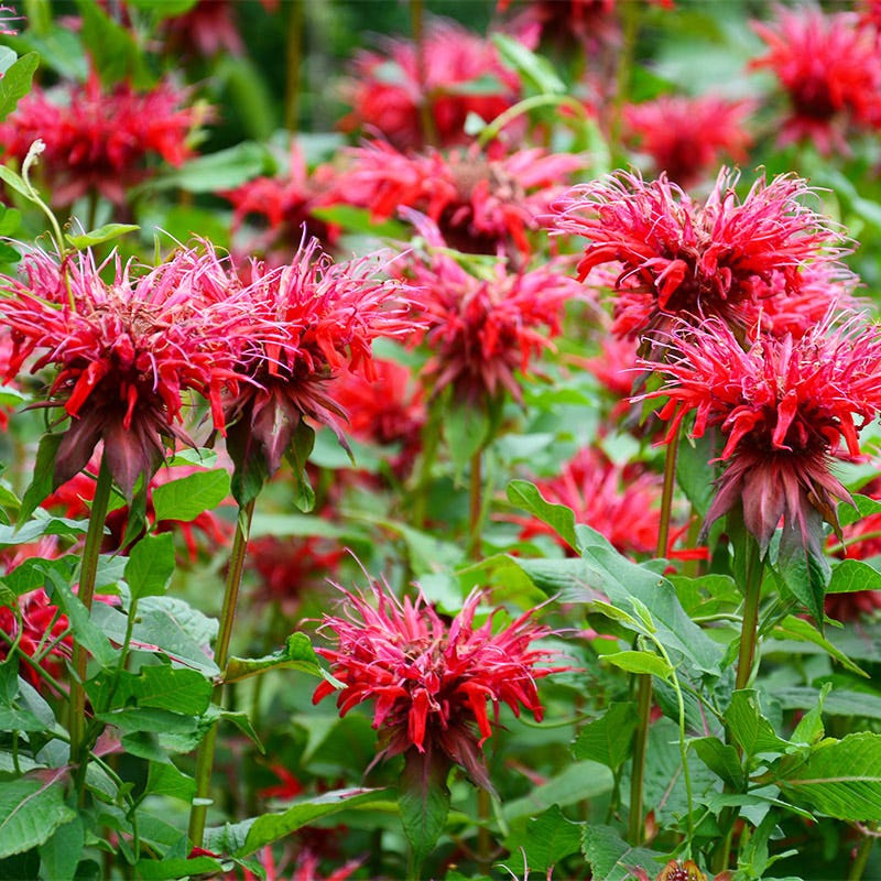 Red Monarda Flower seeds for Planting - Pollinator Friendly, Heirloom & GMO Free Seeds for Home Garden