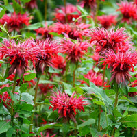 Red Monarda Flower seeds for Planting - Pollinator Friendly, Heirloom & GMO Free Seeds for Home Garden