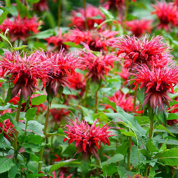 Red Monarda Flower seeds for Planting - Pollinator Friendly, Heirloom & GMO Free Seeds for Home Garden
