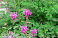 Violet Bergamot Flower seeds for Planting - Hardy Variety, Heirloom & GMO Free Seeds for Home Garden