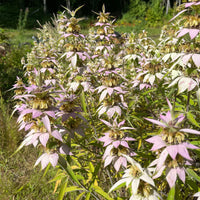 Purple Monarda Punctata Flower seeds for Planting - Shade Tolerant, Heirloom & GMO Free Seeds for Home Garden