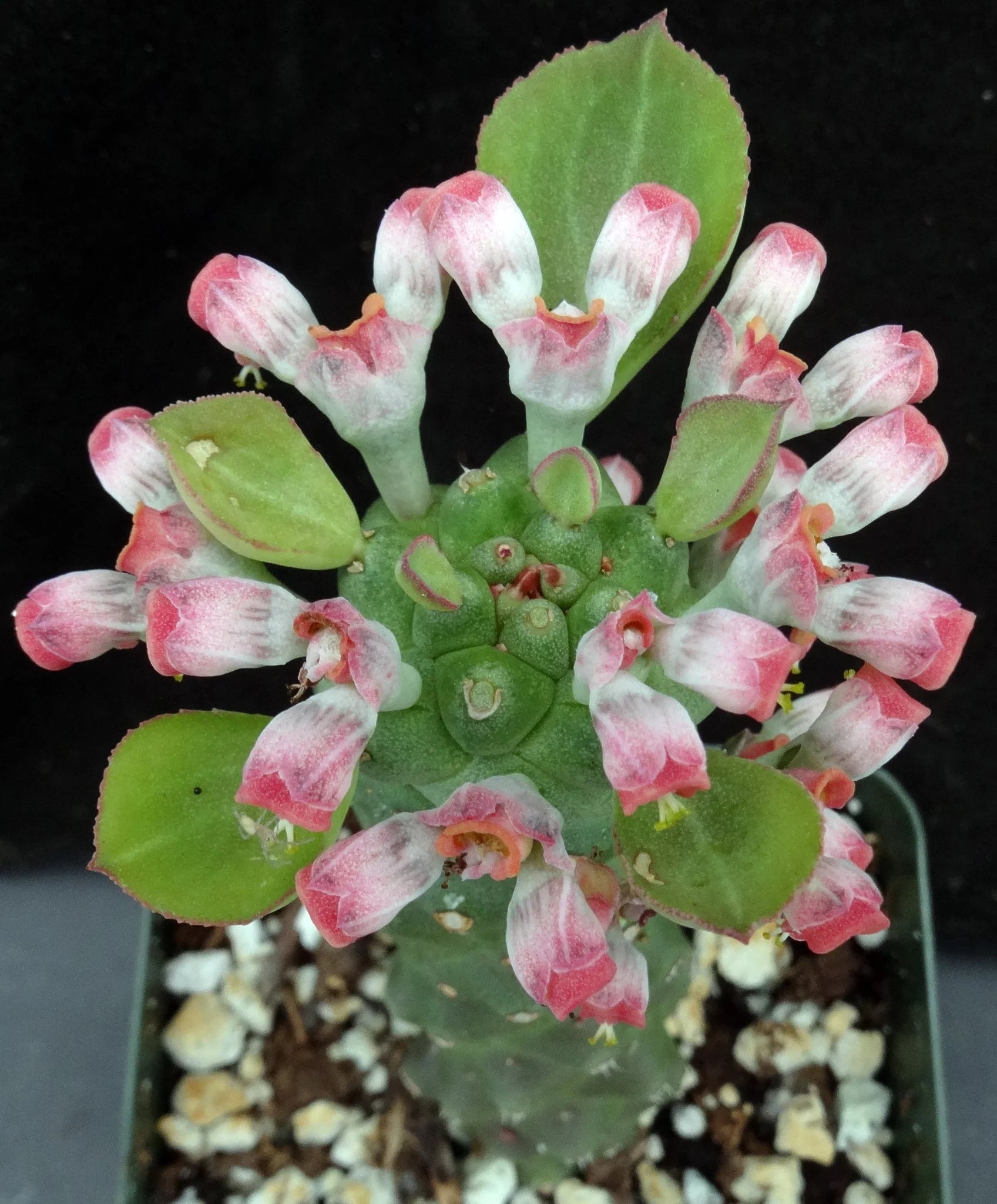 Monadenium Flower seeds for Planting - Low Maintenance, Heirloom & GMO Free Seeds for Home Garden
