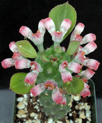 Monadenium Flower seeds for Planting - Low Maintenance, Heirloom & GMO Free Seeds for Home Garden
