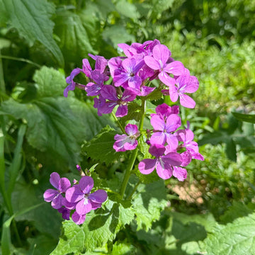 Violet Lunaria Money Plant Seeds for Planting - Unique Coin-Shaped Leaves