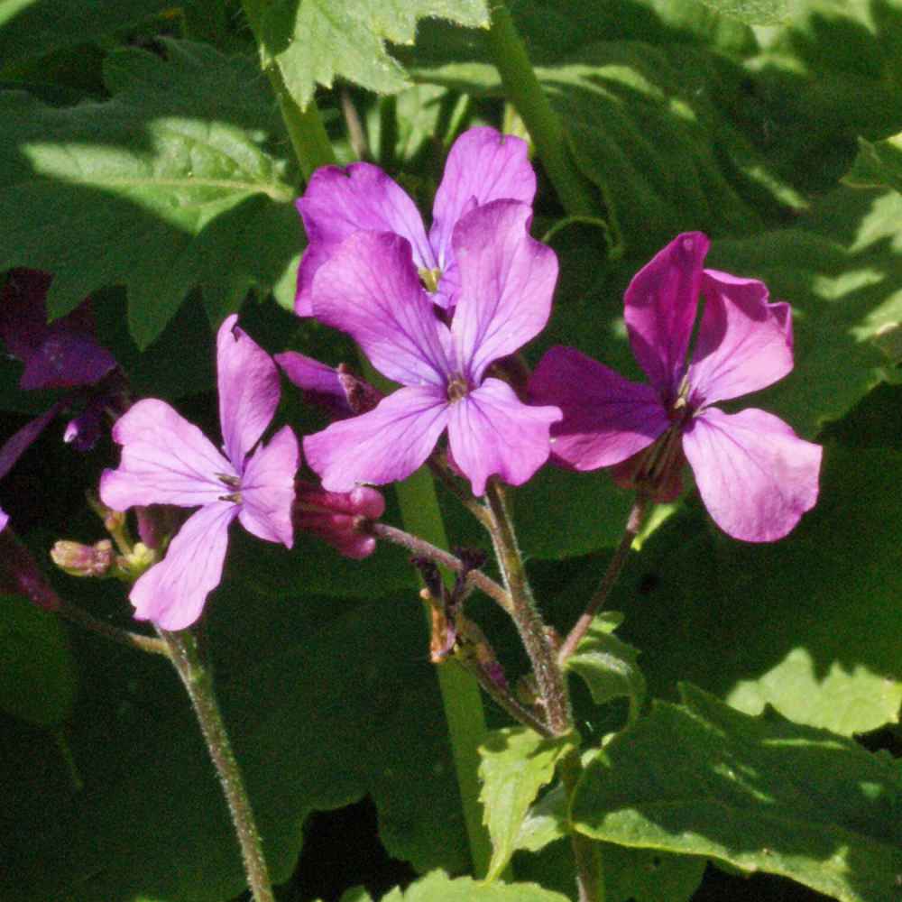 Violet Lunaria Money Plant Seeds for Planting - Unique Coin-Shaped Leaves