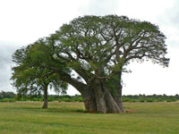 Baobab fruit pods with edible monkey bread pulp