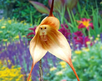 Light Pink Monkey Face Flower seeds for Planting - Bright Blooms, Heirloom & GMO Free Seeds for Home Garden