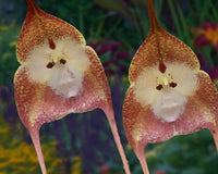 Light Pink Monkey Face Flower seeds for Planting - Bright Blooms, Heirloom & GMO Free Seeds for Home Garden