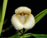 White Monkey Face Orchid Flower seeds for Planting - Fragrant Blossoms, Heirloom & GMO Free Seeds for Home Garden