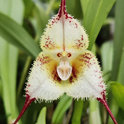 White Monkey Face Orchid Flower seeds for Planting - Fragrant Blossoms, Heirloom & GMO Free Seeds for Home Garden
