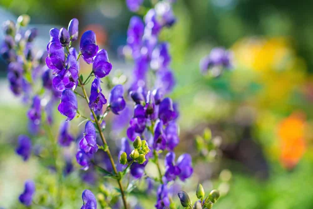 Monkshood Flower seeds for Planting - Shade Tolerant, Heirloom & GMO Free Seeds for Home Garden