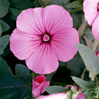 Lavatera Flower seeds for Planting - Low Maintenance, Heirloom & GMO Free Seeds for Home Garden