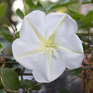 Moon Flower seeds for Planting - Seasonal Bloomer, Heirloom & GMO Free Seeds for Home Garden