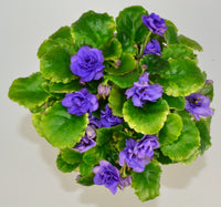 PLAT Firm Flower seeds for Planting Compact Growth Heirloom & GMO Free Seeds for Home Garden 
 
 Sale
