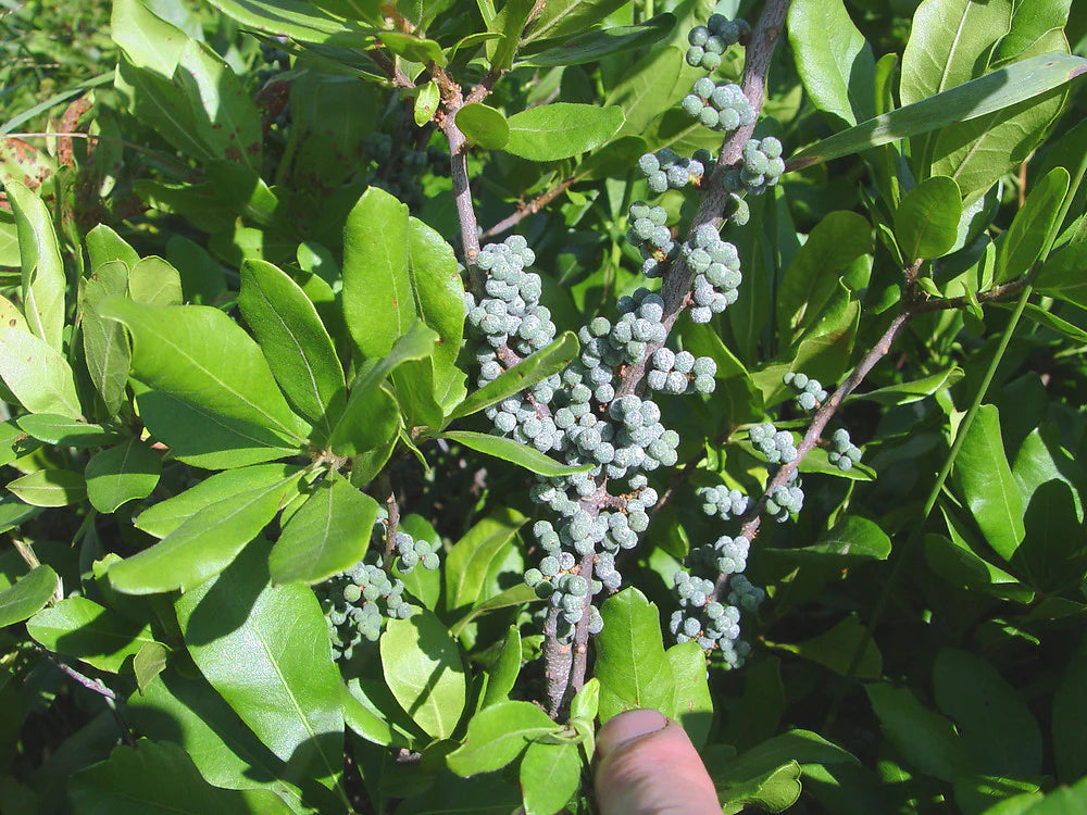 Green Myrica Pennsylvanica Flower seeds for Planting - Cut Flower Favorite, Heirloom & GMO Free Seeds for Home Garden