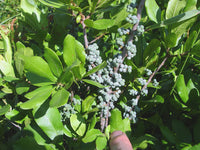 Green Myrica Pennsylvanica Flower seeds for Planting - Cut Flower Favorite, Heirloom & GMO Free Seeds for Home Garden