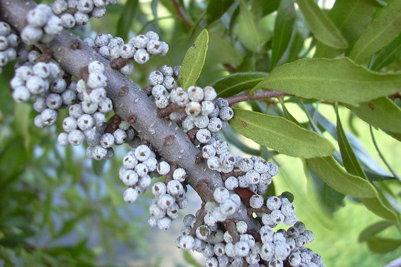 Green Myrtle Myrica Cerifera Seeds for Planting  Grow Beautiful Landscapes