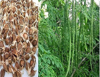 Young moringa plant growing in home garden