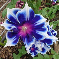 Morning Glory Seeds for Planting