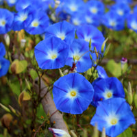 Blue Climbing Vine Seeds - Mandevilla Sanderi for Planting