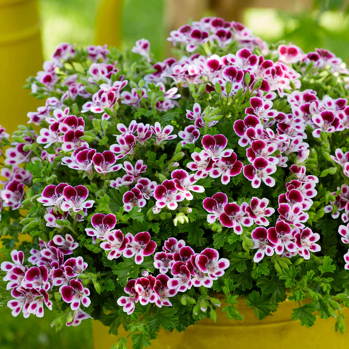 Violet & White Geraniums Flower seeds for Planting - Bright Blooms, Heirloom & GMO Free Seeds for Home Garden
