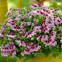 Violet & White Geraniums Flower seeds for Planting - Bright Blooms, Heirloom & GMO Free Seeds for Home Garden
