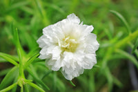 White MossRose Flower seeds for Planting Colorful Display Heirloom & GMO Free Seeds for Home Garden 
 
 Sale
