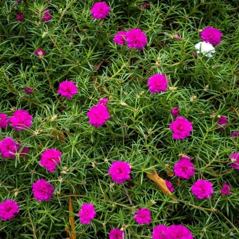 Pink Moss Rose Flower seeds for Planting - Colorful Display, Heirloom & GMO Free Seeds for Home Garden