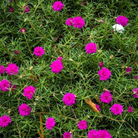 Pink Moss Rose Flower seeds for Planting - Colorful Display, Heirloom & GMO Free Seeds for Home Garden