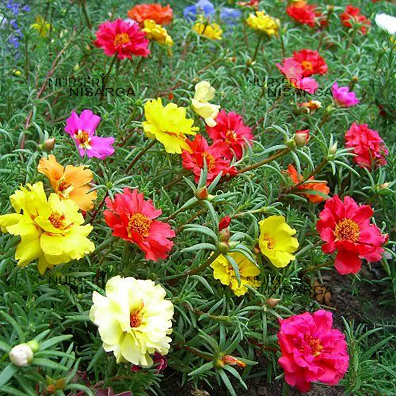 White Pink Moss Rose Flower seeds for Planting - Perfect for Borders, Heirloom & GMO Free Seeds for Home Garden
 
 Sale